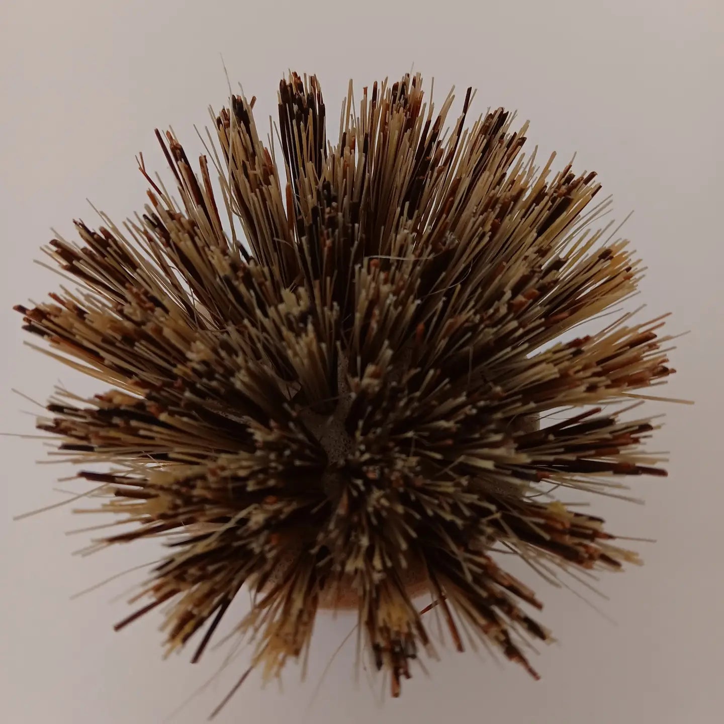 Compostable Pot Scrubber